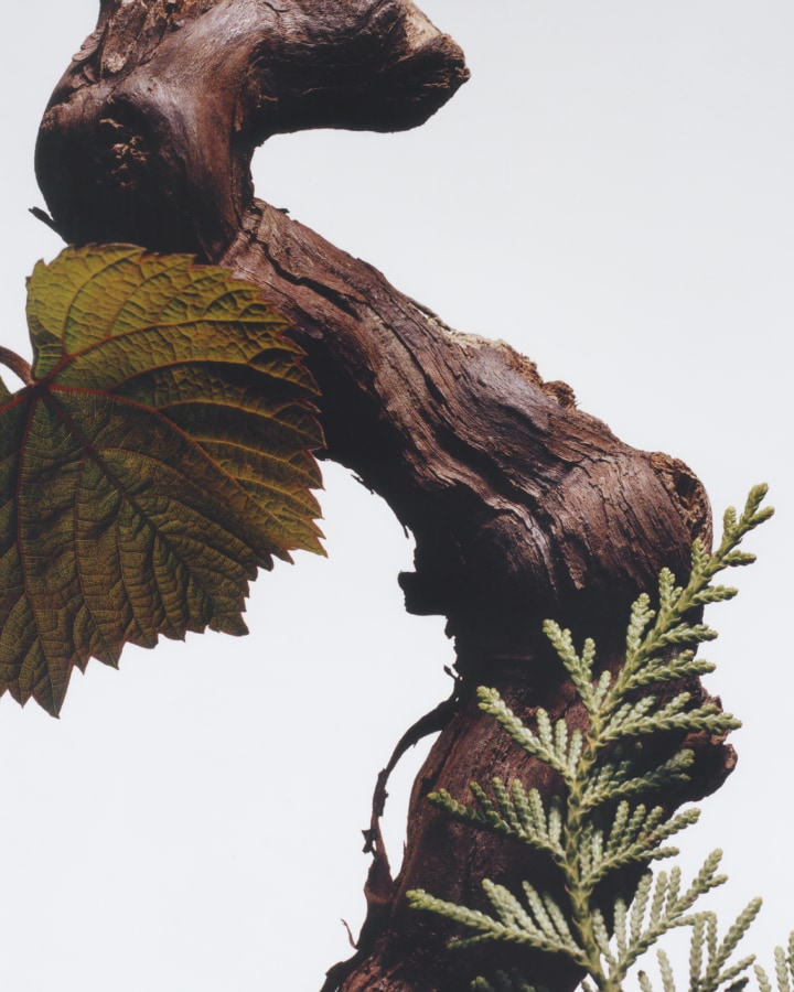 A curved tree trunk, a grapevine leaf on the left and a sprig of cypress on the bottom right, against a light background.
